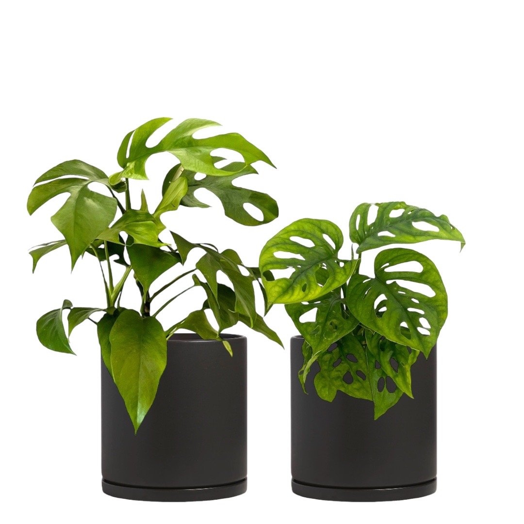 The+Funky+Leaves+Duo+Black+